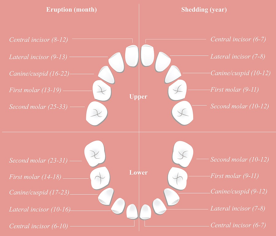 When do baby teeth fall out